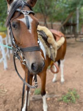 Paseo en Caballo