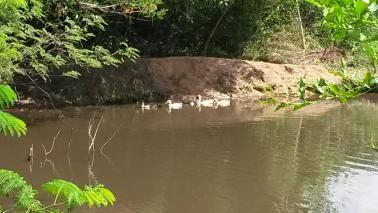 laguna con patos