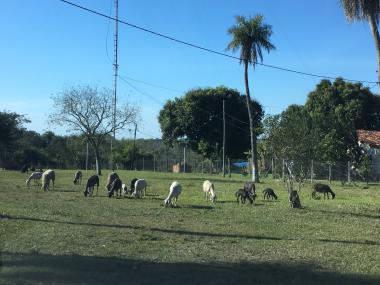 variedad animales de granja